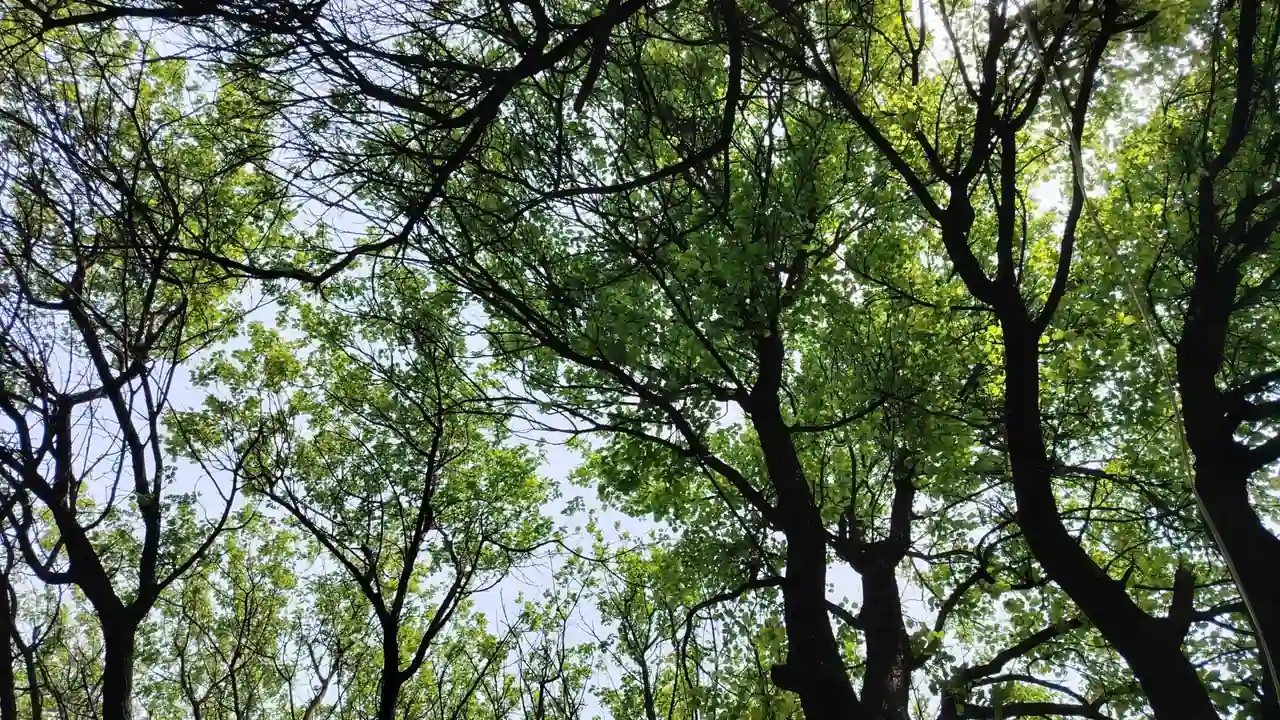 4444免费网站查询工具的功能与选择